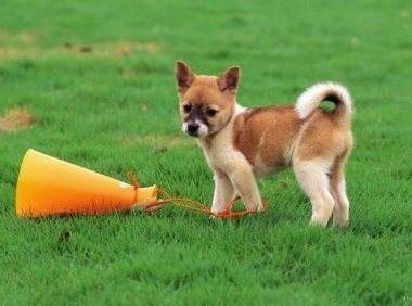 狗狗肚子有虫的症状,仔细观察这些行为