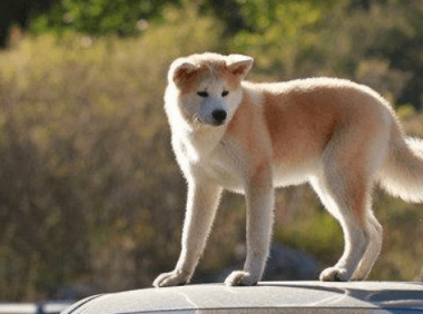 不能养秋田犬的理由,无法忍受这些毛病是主因