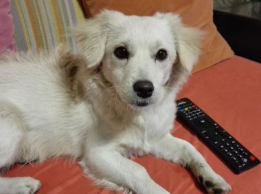 狗狗乱叫怎么办?找到原因才好解决