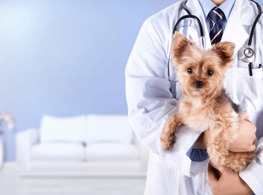 小狗有点拉稀怎么办 宠舍专家教你对症下药