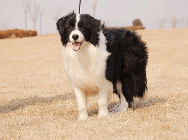 边境牧羊犬怕热吗?这一身的毛你觉得呢