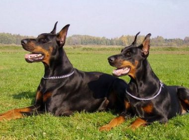 怎样训练杜宾犬，教你实用简单小技巧