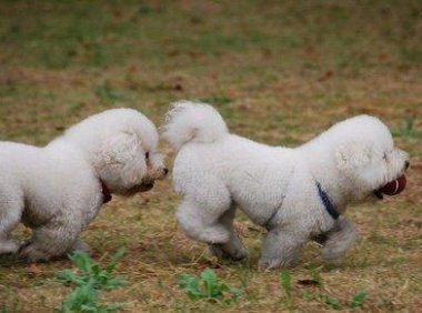 狗狗怀孕的症状,很明显的一些方面