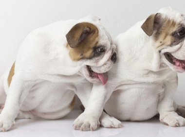 斗牛犬好养吗，需熟知的饮食二三事