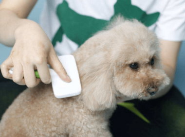 狗狗掉毛怎么办?先找找原因所在