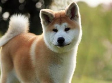 狗吃巧克力怎么解毒？试试这些办法