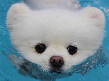 博美犬的寿命 这5种行为直接缩短寿命