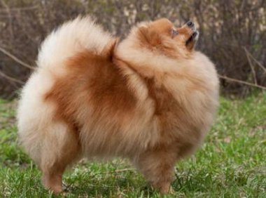 狗狗可以活多久,主人们都知道吗