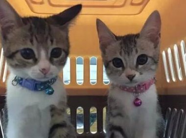 母猫生产后注意事项，这些常识要早知