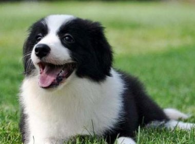 养边境牧羊犬优缺点,了解全面才好入手