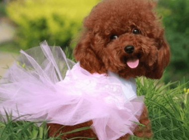 泰迪一天吃多少狗粮？饮食这件事要细心