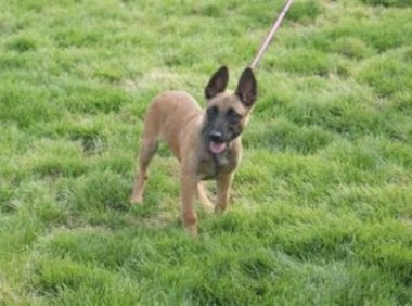 马犬为什么喜欢咬主人?可能是训练不够