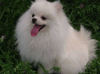 博美呼吸总感觉有痰,初步的一些处理办法