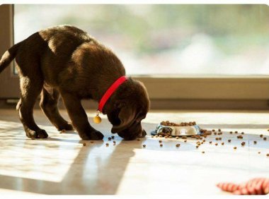 细小病毒症状,资深兽医来解答