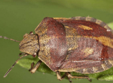 被臭虫咬了怎么办?千万不可病急乱操作