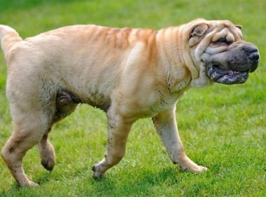 沙皮狗和斗牛犬的区别,别看都长的皱