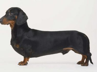 腊肠犬什么颜色最好,毛发夺人心