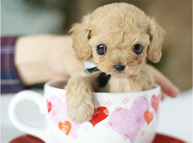 茶杯犬什么品种最好看?其实都还不错
