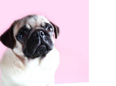 巴哥犬吃什么,巴哥的饮食菜单