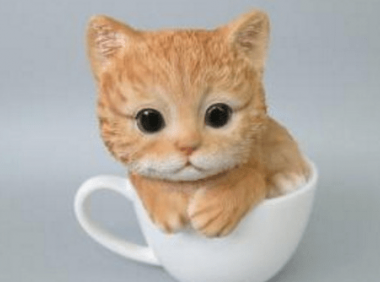 茶杯猫多少钱一只~记好这些谨慎购买