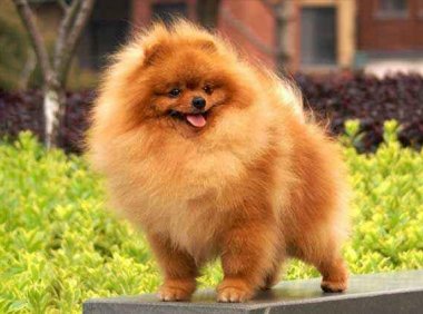 博美怀孕注意事项,主要还是这些方面的问题