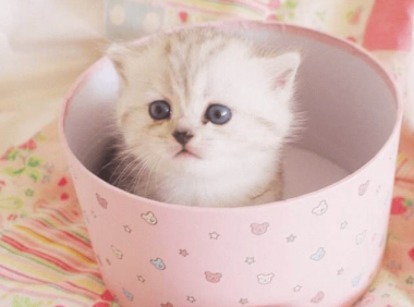 茶杯猫多少钱?前方超萌喵小主来袭
