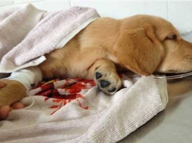 犬瘟热初期症状，有宠物的一定要注意了