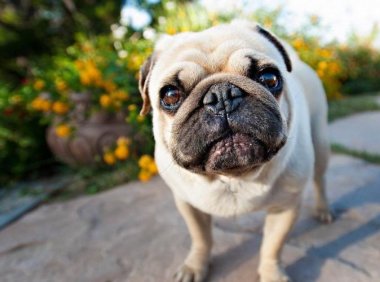 不养巴哥犬的理由，这几点就够你受的