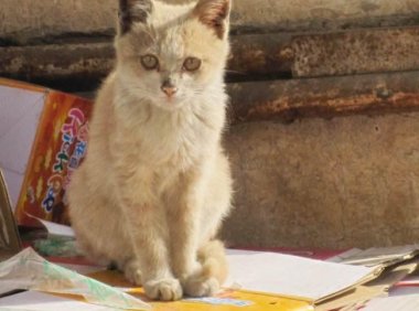 猫虱子怎么去除?试试这些方法