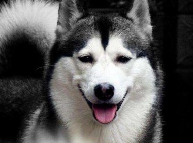 狗狗骨骼有问题怎么办？通常可以这样来做