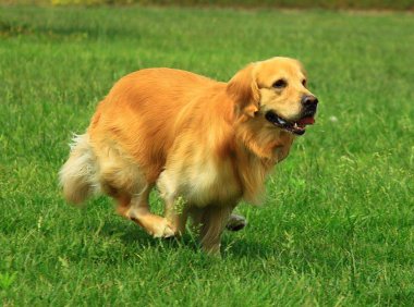 金毛犬一般吃什么,金毛营养饮食大全
