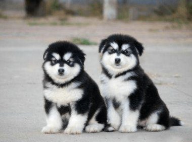 阿拉斯加幼崽多少钱?不同区域差别很大