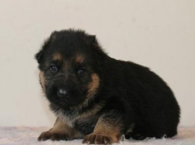 黑背和德牧哪个好?来对比下一优缺点