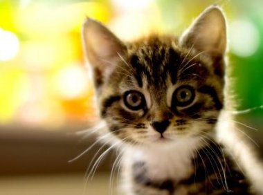 小猫便秘怎么办?该用药就得用药