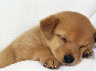 狗能吃什么水果，这些都是常见的也能吃的