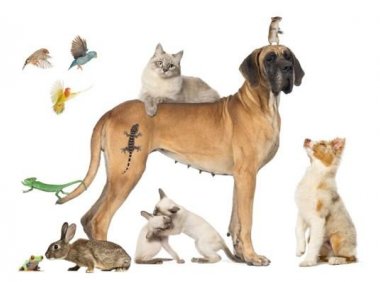 狂犬病的症状,早了解早预防