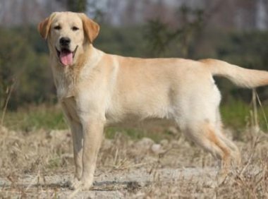 拉布拉多掉毛厉害吗?理性客观的来分析下