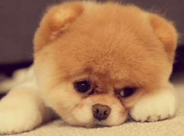 博美犬吃粮一天多少斤?正常是根据体重来的