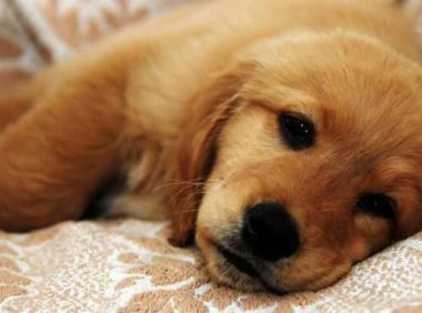 犬瘟热的治疗方法   危机无处不在