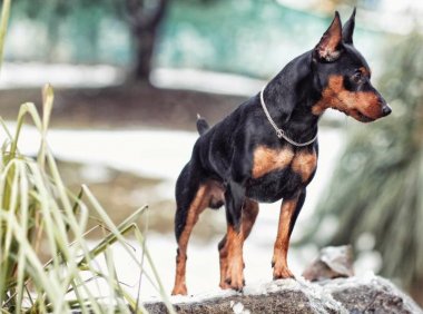 鹿犬怎么看纯不纯,来仔细看看这几处地方