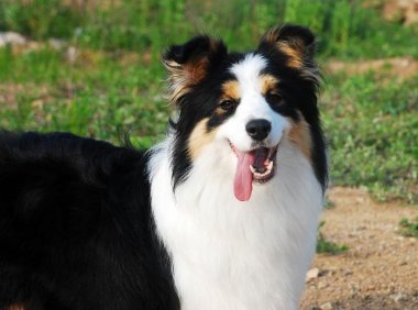 边牧怎么训练,又如何饲养?