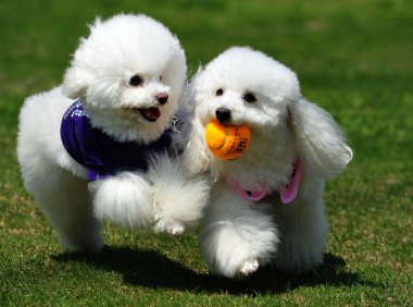 贵宾犬吃什么狗粮好?  没有最好只有合适