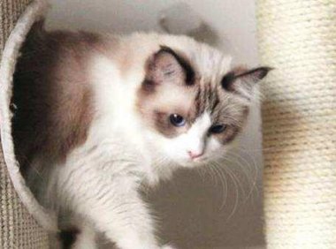 家里养猫好吗?喜欢猫有何不可呢