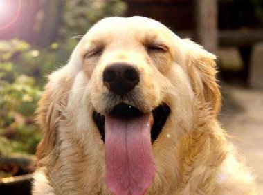 贵宾犬和金毛哪个狗好养?取决于这些方面