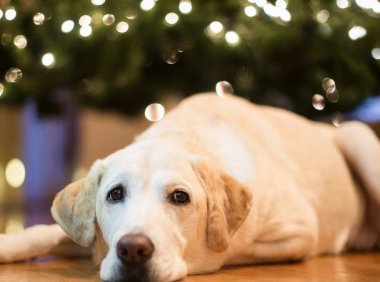 狗狗得细小会传染人吗?不需要瞎担心