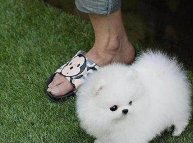 博美半夜叫不停怎么办?绝大部分是由于这个原因