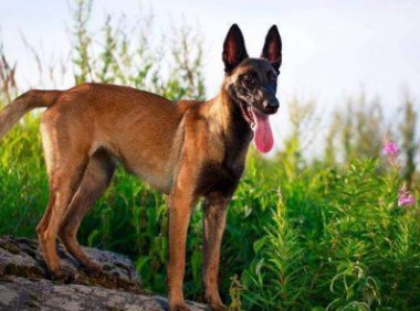 马犬吃什么食物?好的马犬不挑食的