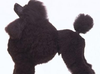 贵宾犬拔耳毛疼吗？当然是会痛的