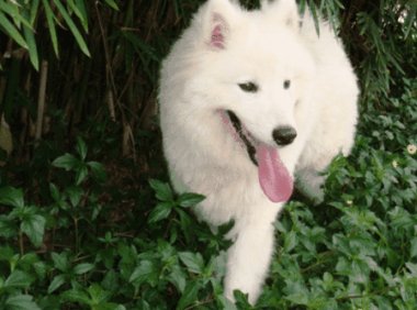 萨摩耶口水多怎么办?先要搞清楚原因