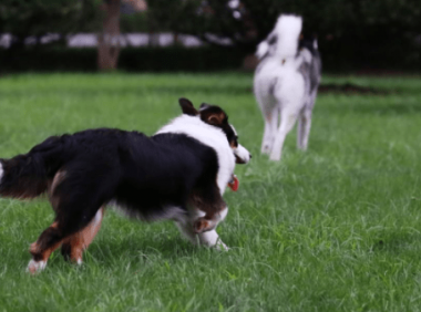 边境牧羊犬有多粘人,通过一些行为来感受下